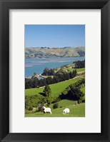 Framed Sheep, Farm animals, Sawyers Bay, So Island, New Zealand