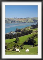 Framed Sheep, Farm animals, Sawyers Bay, So Island, New Zealand