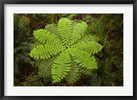 Framed Tree fern, AH Reed Memorial Kauri Park, New Zealand