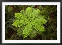 Framed Tree fern, AH Reed Memorial Kauri Park, New Zealand