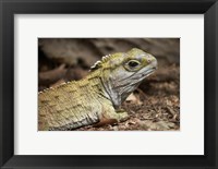 Framed Tuatara, lizard, Pukaha Mount Bruce Wildlife, New Zealand