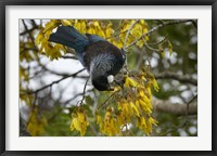 Framed Tui bird, Kowhai Tree, North Island, New Zealand