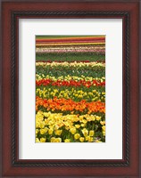 Framed Tulip flowers, West Otago, South Island, New Zealand