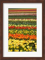 Framed Tulip flowers, West Otago, South Island, New Zealand