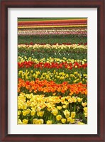 Framed Tulip flowers, West Otago, South Island, New Zealand
