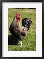 Framed Wild Chicken, Farm animal, Port Chalmers, New Zealand