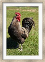 Framed Wild Chicken, Farm animal, Port Chalmers, New Zealand