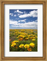 Framed Wildflowers, Marine Parade, Napier Waterfront, Hawkes Bay, North Island, New Zealand