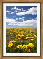 Framed Wildflowers, Marine Parade, Napier Waterfront, Hawkes Bay, North Island, New Zealand
