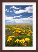 Framed Wildflowers, Marine Parade, Napier Waterfront, Hawkes Bay, North Island, New Zealand