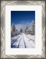 Framed Winter Pine Trees, Cambrians, South Island, New Zealand