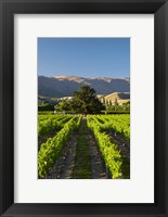 Framed Wooing Tree Vineyard, Cromwell, Central Otago, South Island, New Zealand