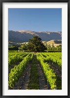 Framed Wooing Tree Vineyard, Cromwell, Central Otago, South Island, New Zealand
