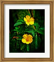 Framed Yellow alder, Falmouth Harbor, Antigua, British West Indies