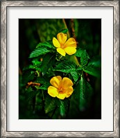 Framed Yellow alder, Falmouth Harbor, Antigua, British West Indies