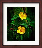 Framed Yellow alder, Falmouth Harbor, Antigua, British West Indies