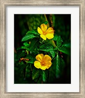 Framed Yellow alder, Falmouth Harbor, Antigua, British West Indies
