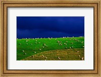 Framed New Zealand, South Island, sheep grazing, farm animal