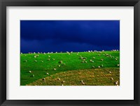 Framed New Zealand, South Island, sheep grazing, farm animal
