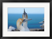 Framed Australasian Gannet birds, Hawkes Bay, New Zealand