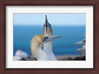 Framed Australasian Gannet birds, Hawkes Bay, New Zealand