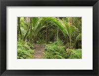 Framed New Zealand, Nikau Palms, Heaphy Path