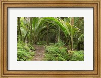 Framed New Zealand, Nikau Palms, Heaphy Path