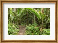 Framed New Zealand, Nikau Palms, Heaphy Path