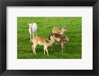 Framed New Zealand, South Island, Karamea, Fawn, Deer