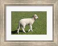 Framed Spring lamb, Dunedin, Otago, South Island, New Zealand