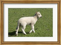 Framed Spring lamb, Dunedin, Otago, South Island, New Zealand