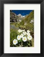 Framed New Zealand Arthurs Pass, Mountain buttercup flower