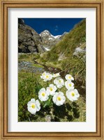 Framed New Zealand Arthurs Pass, Mountain buttercup flower