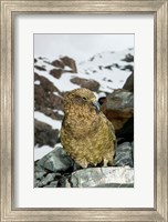 Framed New Zealand, South Island, Arrowsmith, Kea bird up close