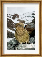 Framed New Zealand, South Island, Arrowsmith, Kea bird up close