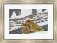 Framed New Zealand, South Island, Arrowsmith, Kea birds