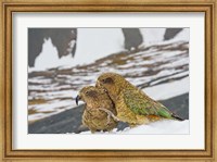 Framed New Zealand, South Island, Arrowsmith, Kea birds