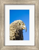 Framed Close up of Kea Bird, Arthurs Pass NP, South Island, New Zealand
