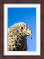 Framed Close up of Kea Bird, Arthurs Pass NP, South Island, New Zealand