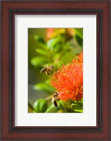 Framed New Zealand, South Island, Bee on Rata flower