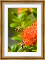 Framed New Zealand, South Island, Bee on Rata flower