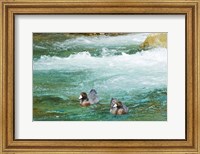 Framed New Zealand, South Island, Kelly Creek Blue Duck