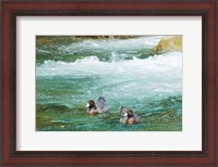 Framed New Zealand, South Island, Kelly Creek Blue Duck