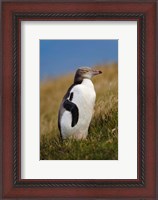 Framed New Zealand, Katiki Point, Yellow-eyed Penguin