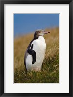 Framed New Zealand, Katiki Point, Yellow-eyed Penguin