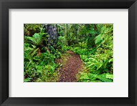 Framed New Zealand, Otago, Old Coach Walking Path, Forest