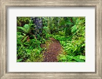 Framed New Zealand, Otago, Old Coach Walking Path, Forest