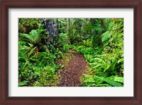 Framed New Zealand, Otago, Old Coach Walking Path, Forest