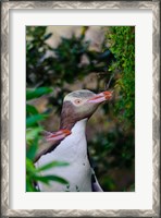 Framed New Zealand, South Isl, Otago, Yellow-eyed penguin