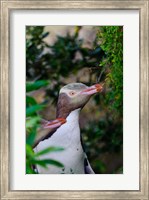 Framed New Zealand, South Isl, Otago, Yellow-eyed penguin